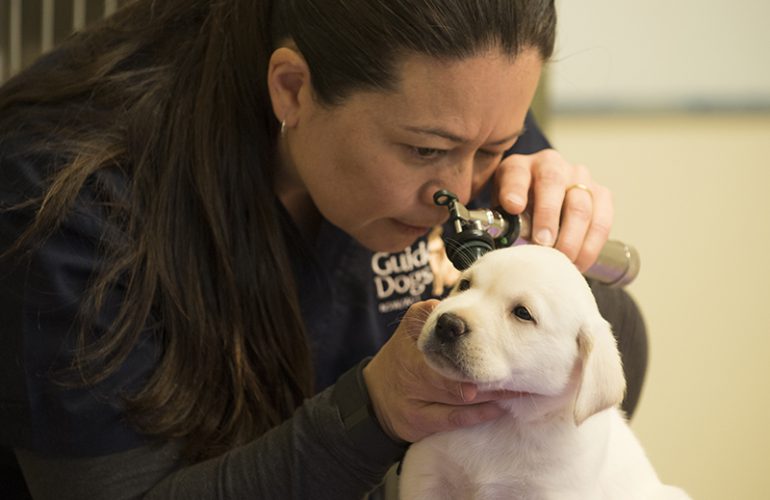 COVID-19: FAQs For Pet Owners