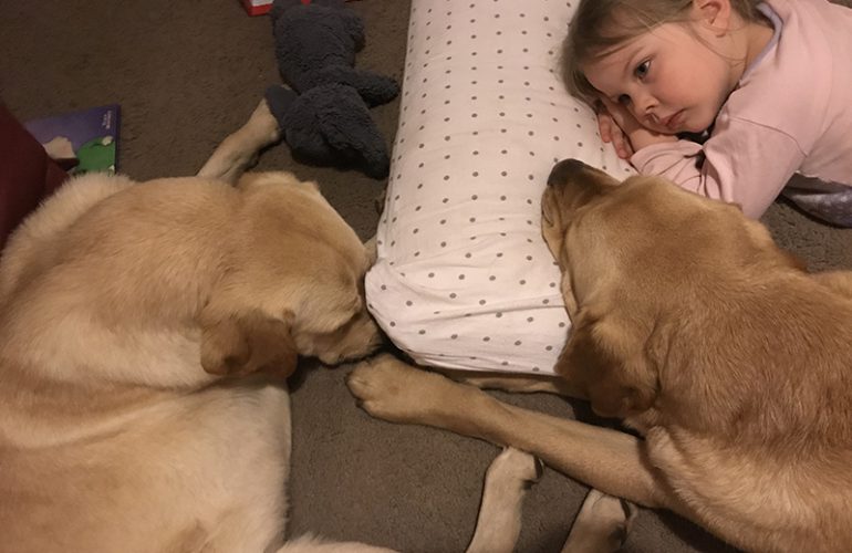 Insight into our Pets As Therapy (PAT) Program: Role and Training of a PAT Dog