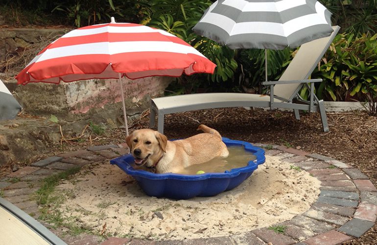 Insight into our Pets As Therapy (PAT) Program: PAT Assessment and Placement