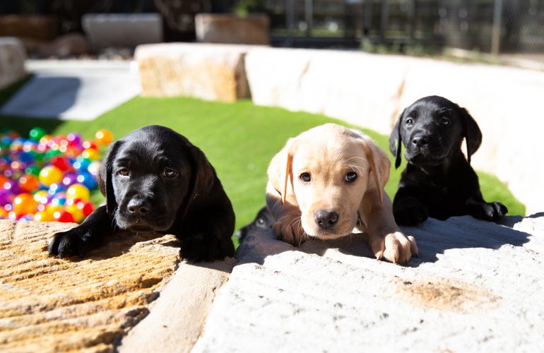 The new puppy enrichment area is open