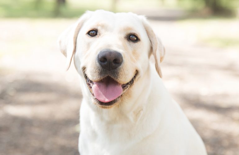 Volunteers Needed Urgently