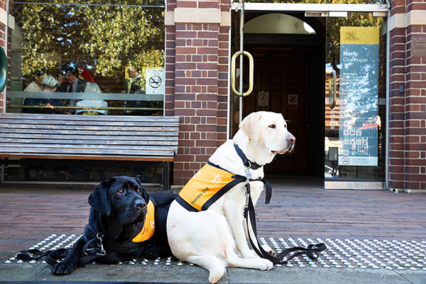 Canine Court Companion Program (CCCP) Update