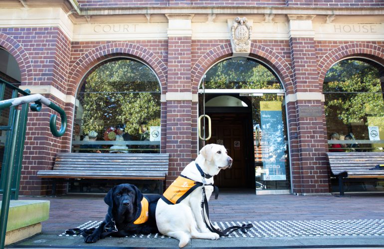 Guide Dogs NSW/ACT Now Providing Therapy Dogs in NSW Courthouses