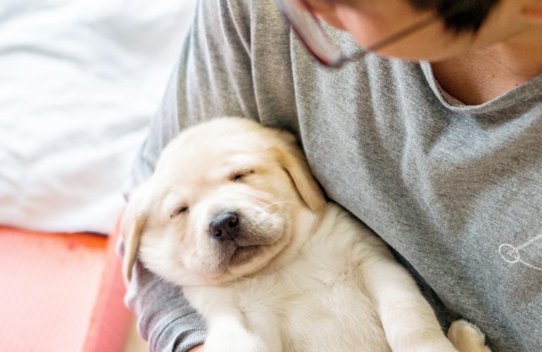 Guide Dogs Seeking Volunteers for New Home Birth Program