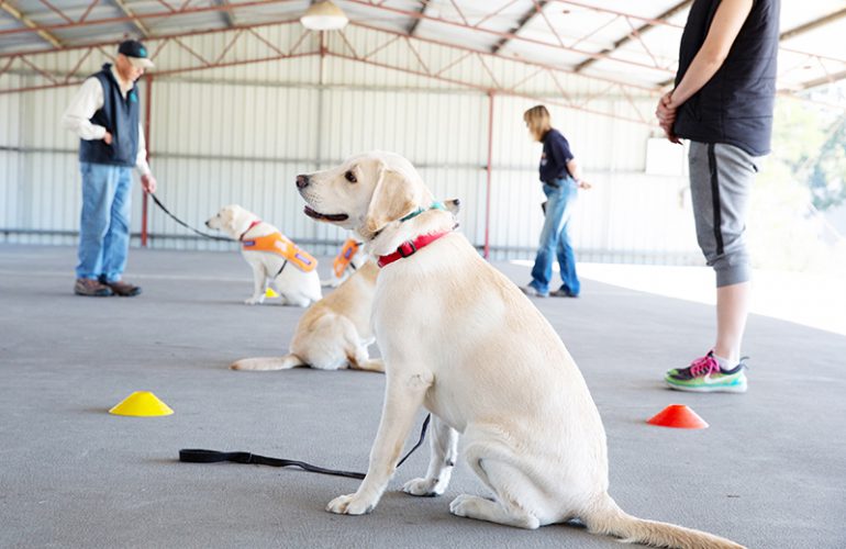 First Weeks at the Kennels