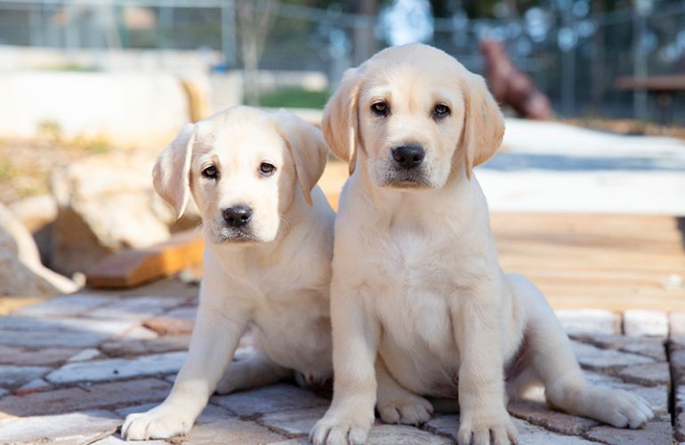 Guide Dogs NSW/ACT Puppy Raising Program now available in the ACT