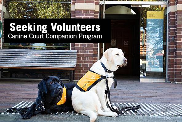 Canine Court Companion Program seeks volunteer handlers for NSW Courthouses