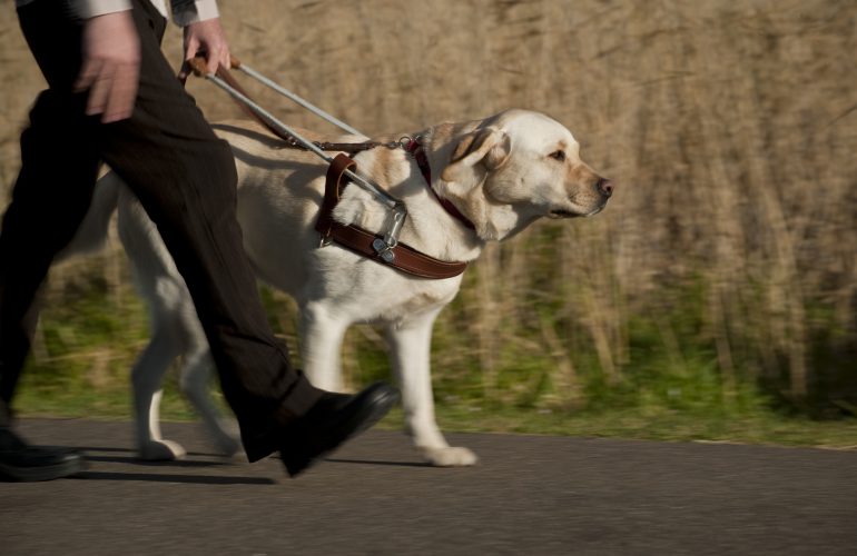 Guide Dog Schools from across globe converge on Sydney for International Guide Dog Federation Seminar