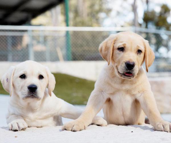 Puppy Raising Program now available in Wollongong and South Coast