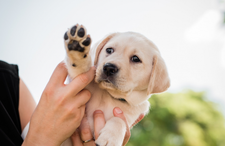 It's almost PAWgust!