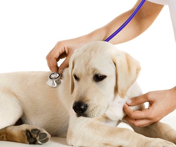 2020 Approved Vet List