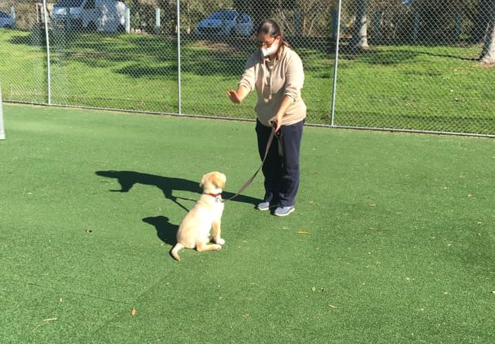 Creative Canine COVID Capers