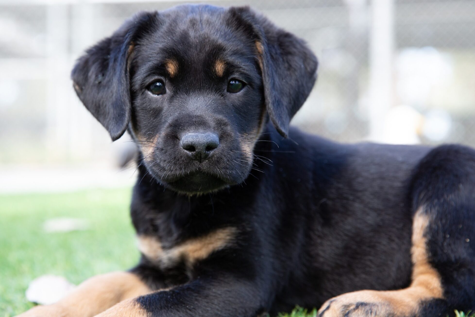 A brindle Labrador puppy seated on the grass looking directly at the camera.