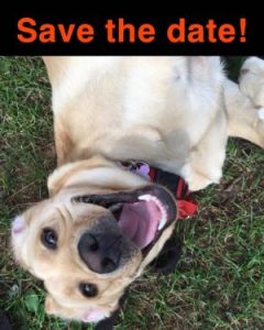 Save the Date grapgic with the text Save the Date at the top and a yellow labrador lying on its back on the grass below.