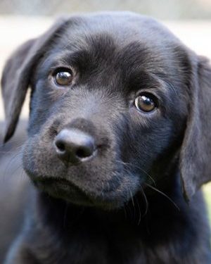 Puppy Central Revamp