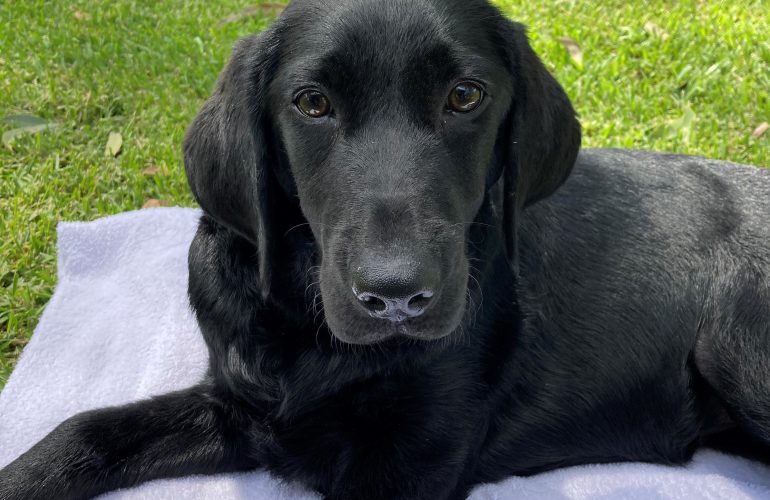 4th Feb 2021: Rat Lungworm Alert