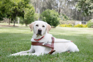 A yellow Guide Dog stretched out on the grass looking directly at the camera.