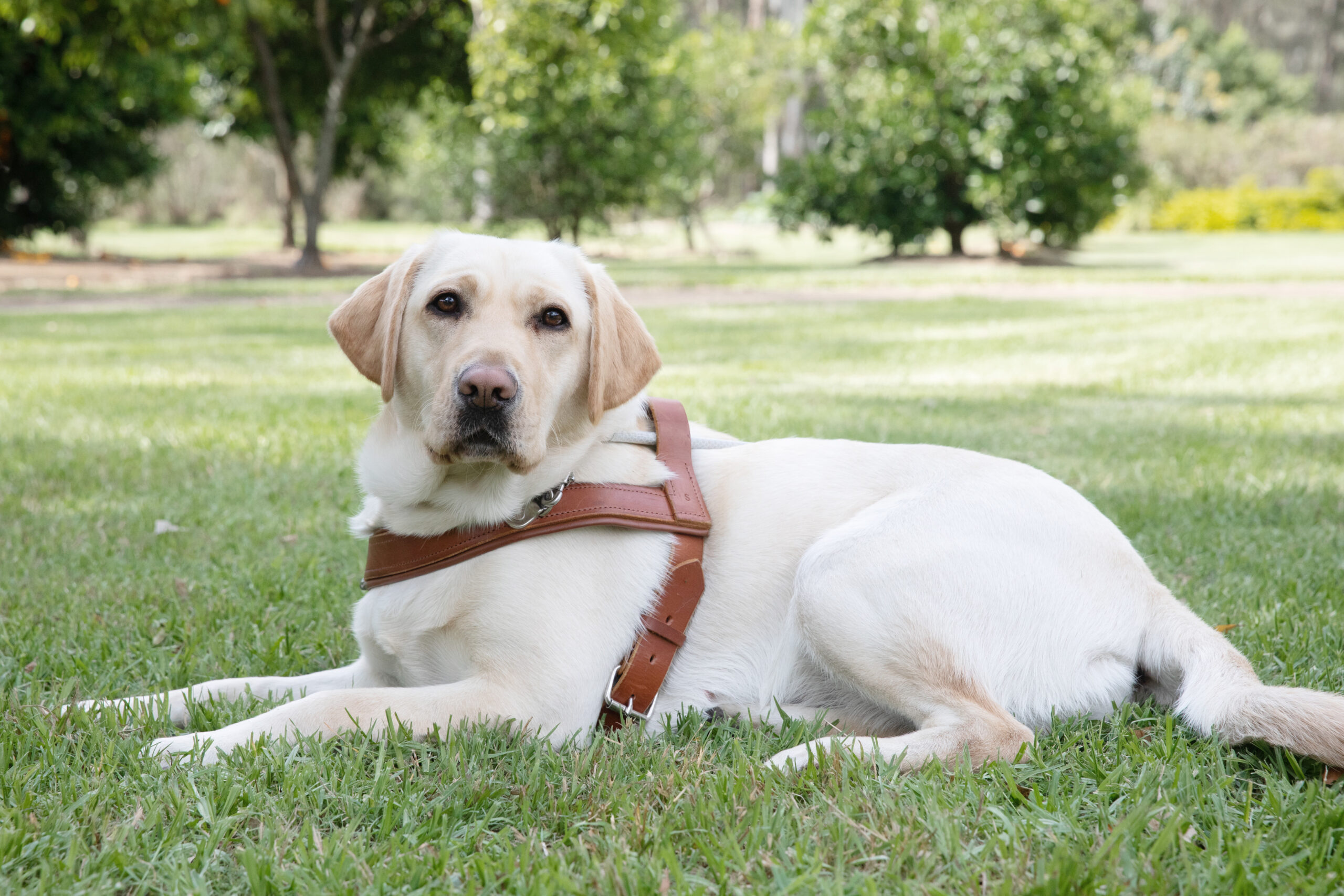 A yellow Guide Dog in harness stretched out on the grass.