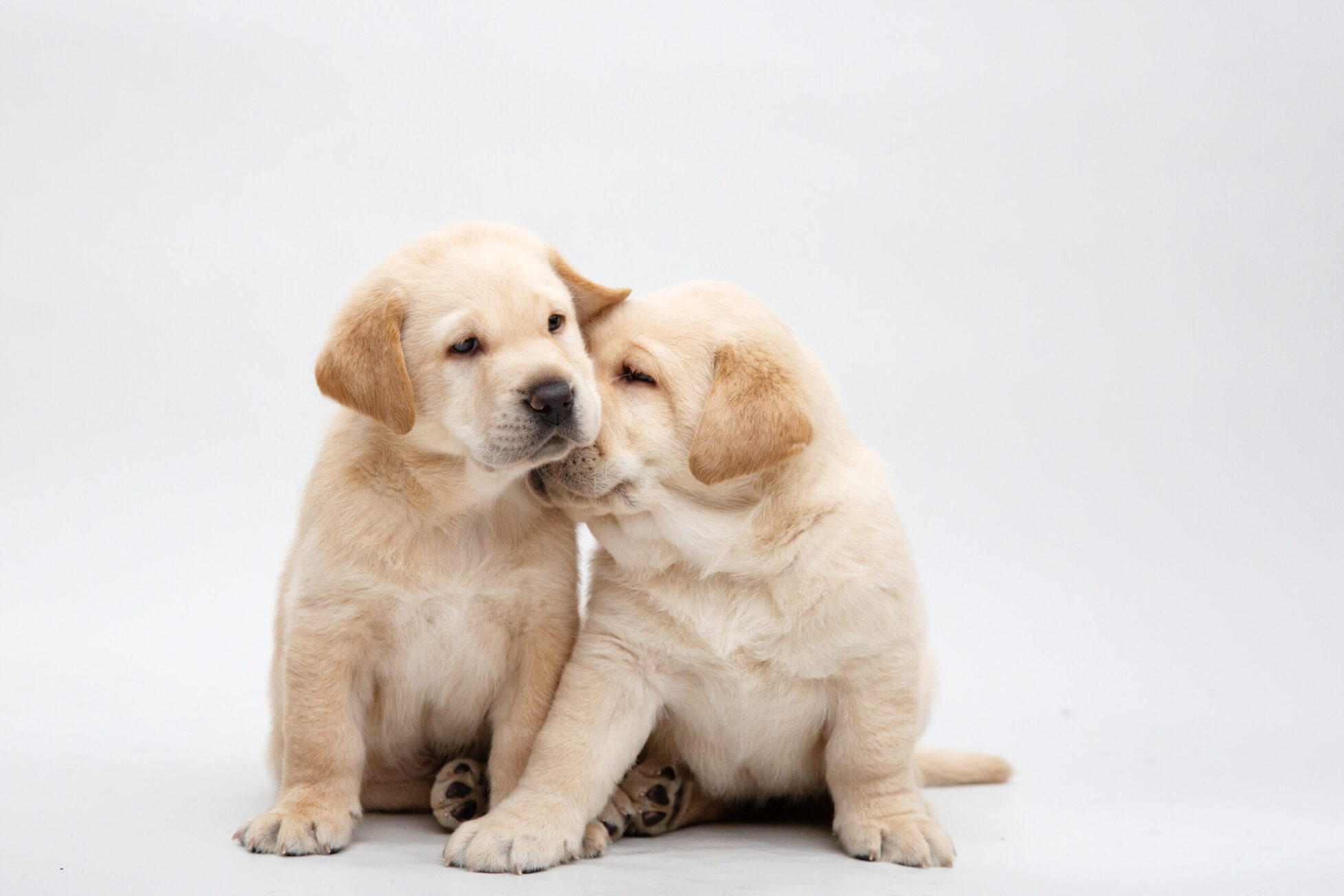 A pair of 5 week old yellow Labrador puppies. The pup on the left is looking slightly towards its left and the pup on the right is nuzzling the other pup's neck.