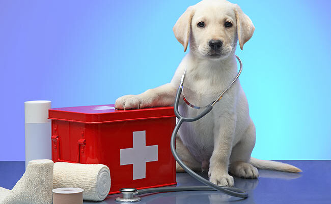 Veterinary Assistance