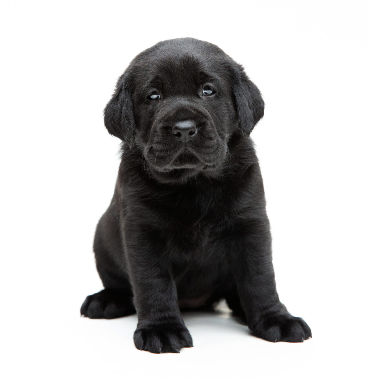 A 4 week old black Labrador puppy sitting up on a white background.