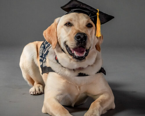 Defence Community Dogs Graduation