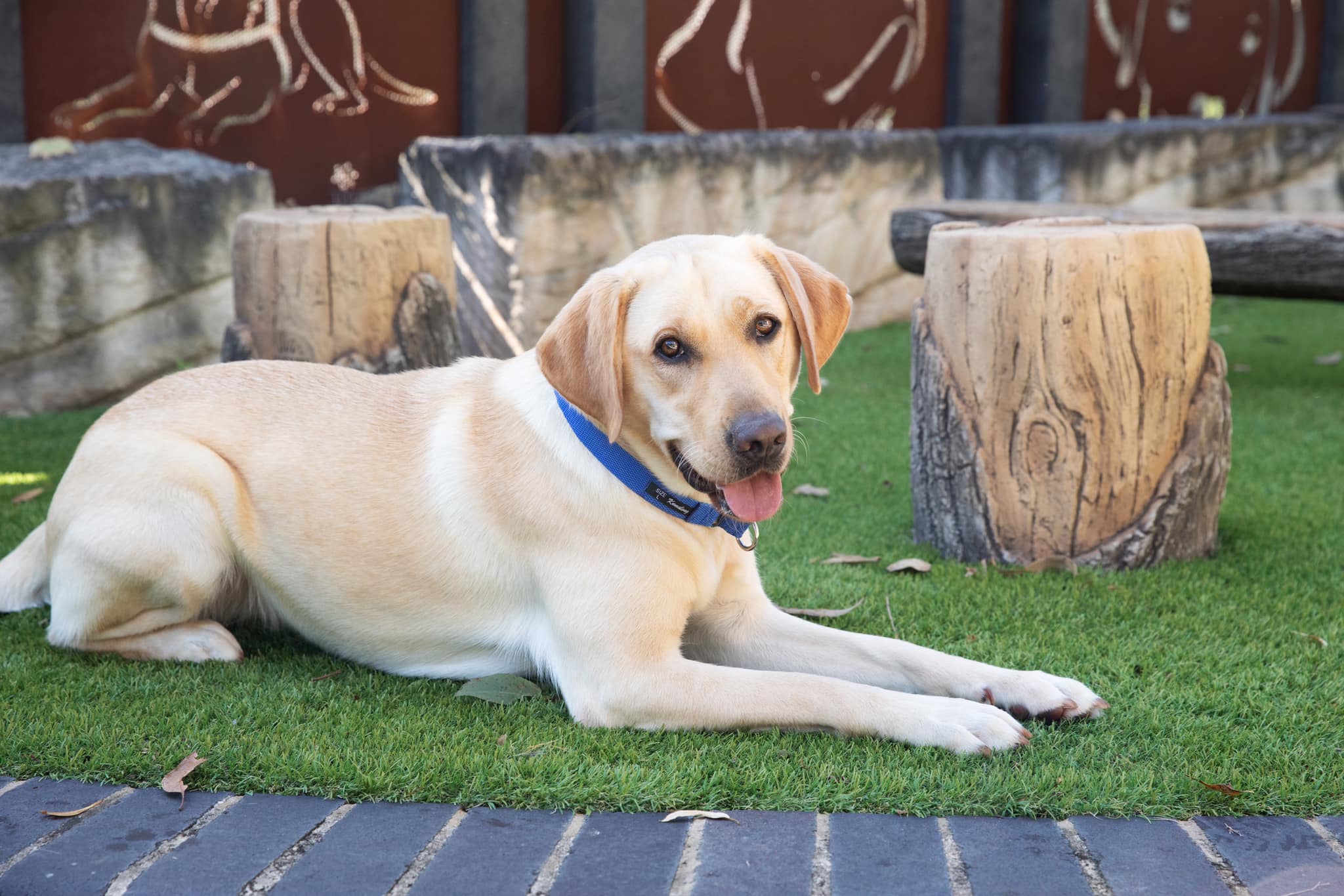 A yellow adult labrador lying on a patterned rug gnawing on a Nylabone.