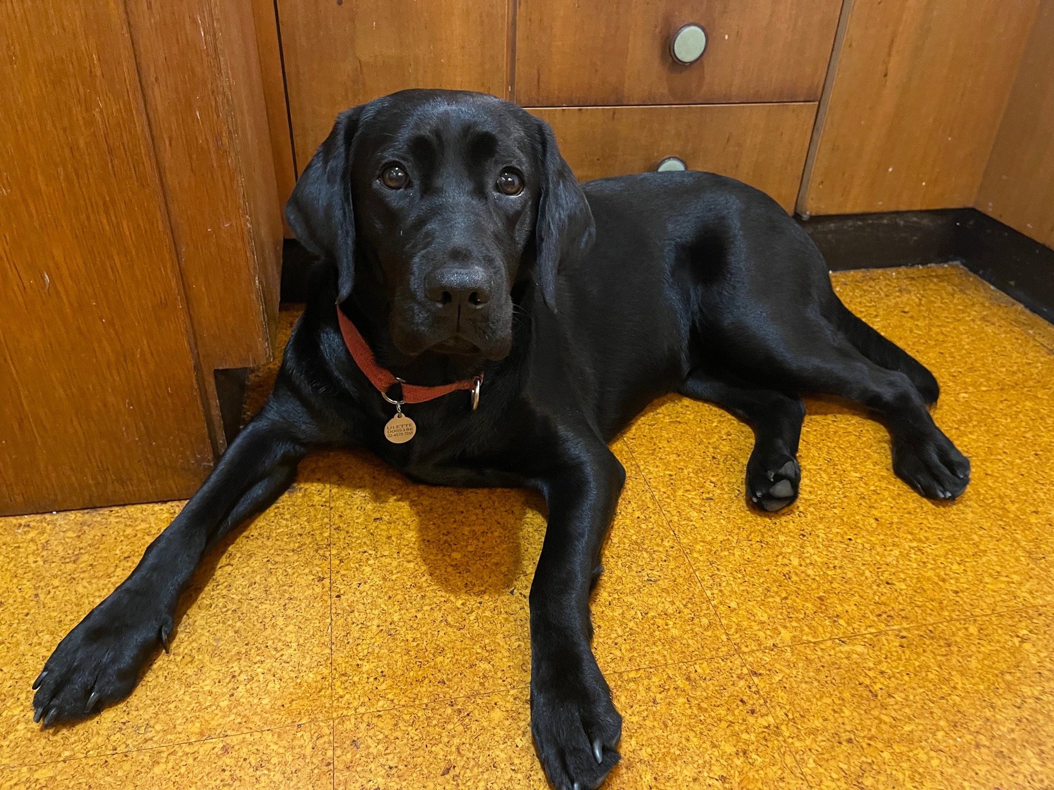 A close up of a black adult Labrador standing up on concrete. Focus is on the eyes and nose.