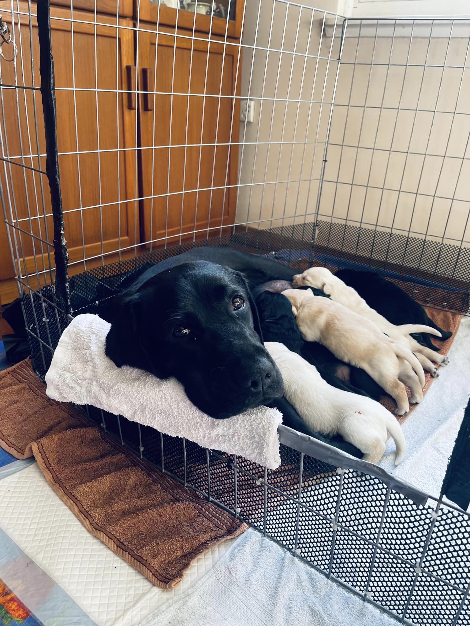 A black Labrador lying inside a pen feeding her newborn pups. She is resting her head on a towel in the gate opening. 