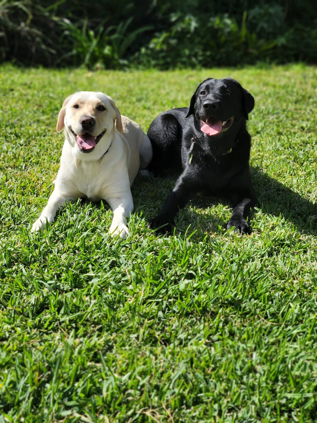 A yellow Labrador and a black Labrador lying side by side on the grass.