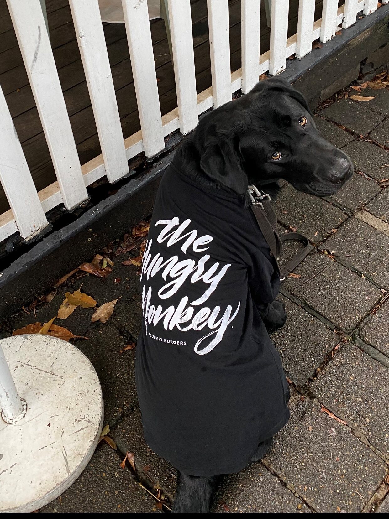 A black Labrador wearing a black t-shirt with the words The Hungry Monkey printed on its back in white.