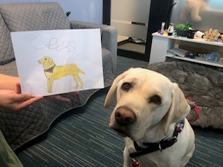 A yellow Labrador sitting up on carpet looking at the camera. In the background a child's hand can be seen holding up a picture they have drawn of the dog wearing a bandanna.