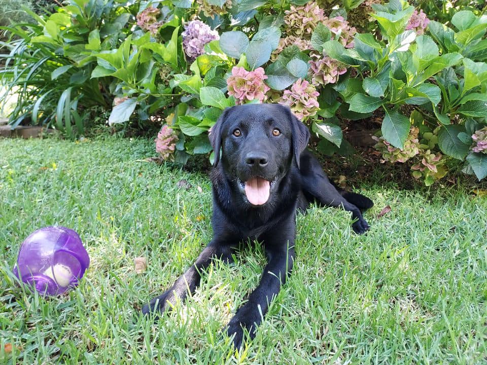 A black Labrador lying on the grass in front of a flowering bush.