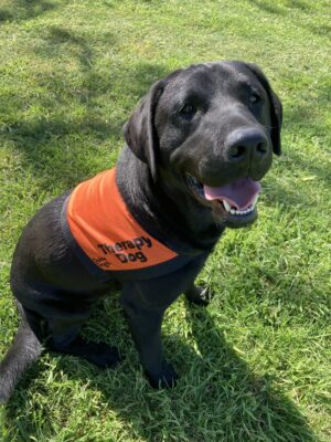 A black Labrador sitting up on the grass looking up at the camera.