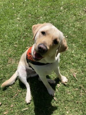 A yellow Labrador with its head tilted to the right looking p at the camera.