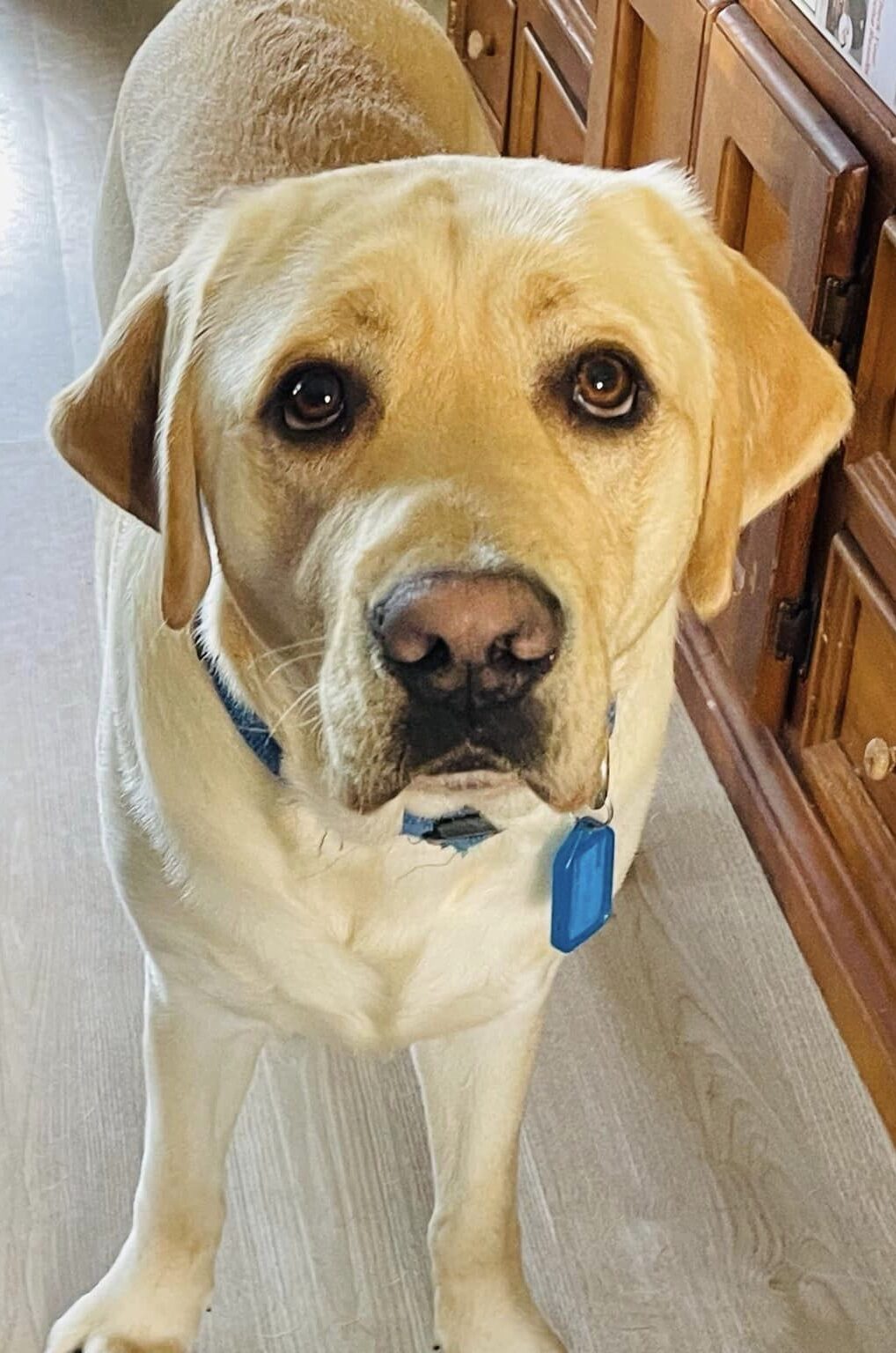 A yellow Labrador standing on a wooden floor looking up at the camera.