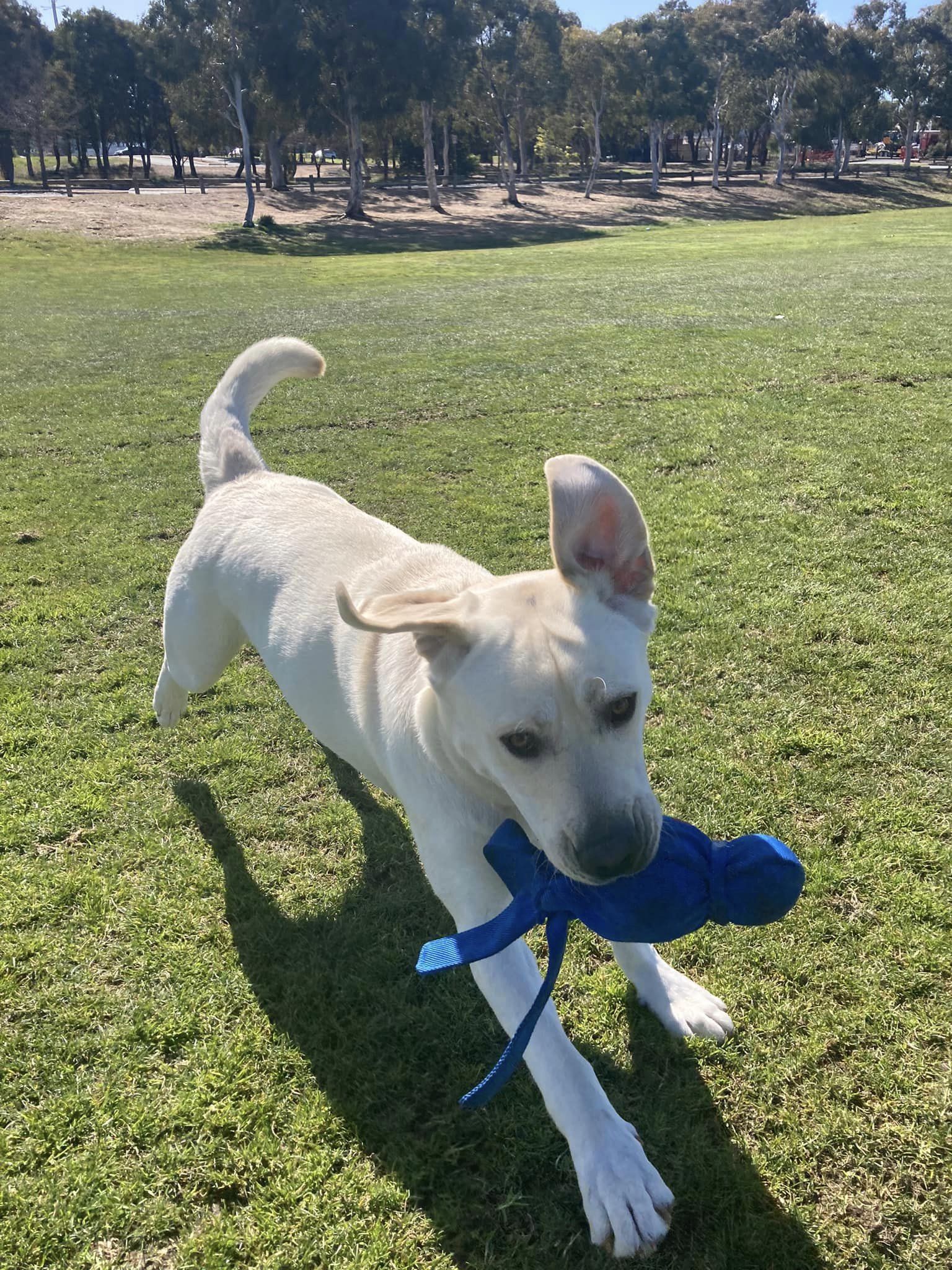 A yellow Labrador running on grass with a blue toy in its mouth.