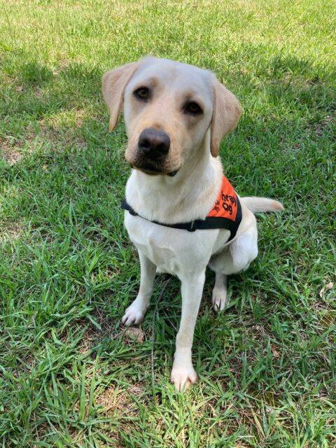 A yellow Labrador wearing an orange Therapy Dog coat is sitting up on the grass looking inquisitively at the camera.