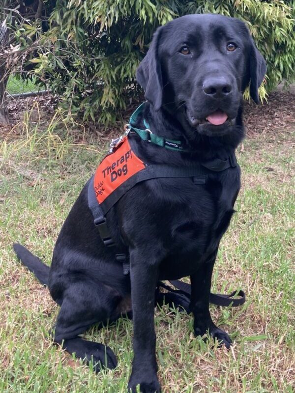 A black Labrador wearing a bright orange Therapy Dog Coat.