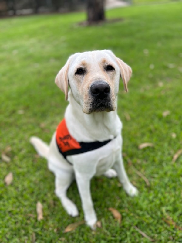 An adult yellow Labrador wearing a bright orange Therapy Dog coat.