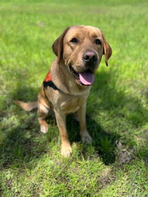 A caramel coloured Labrador wearing an orange coat is sitting up on the grass.