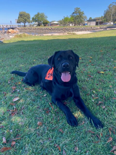 A black Labrador wearing an orange coat is stretched out on the grass looking up at the camera.