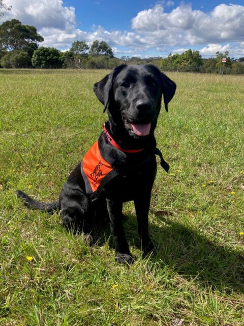 A black Labrador wearing an orange Therapy Dog coat is sitting up on the grass.