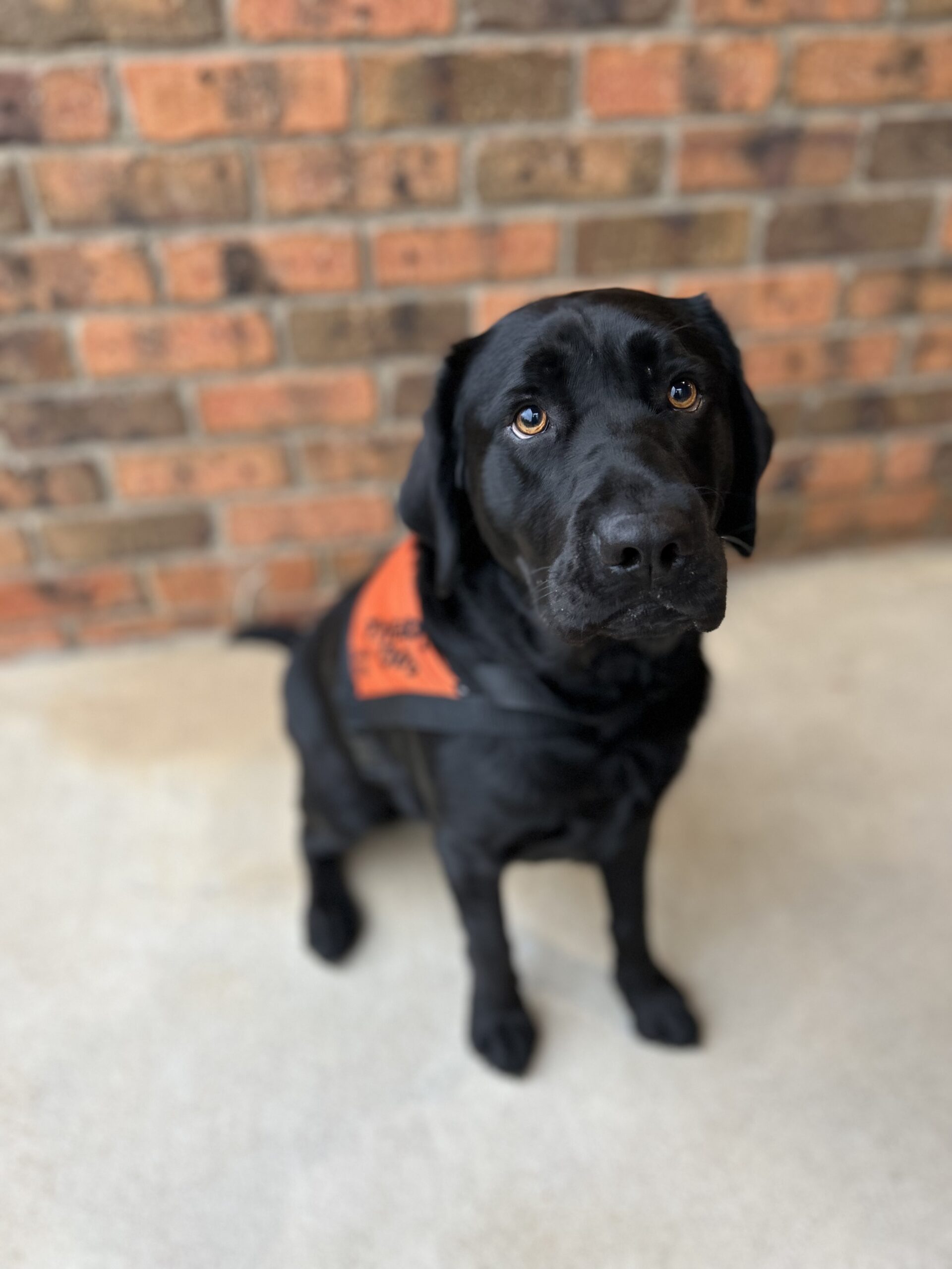 A black Labrador wearing a bright orange Therapy Dog coat.