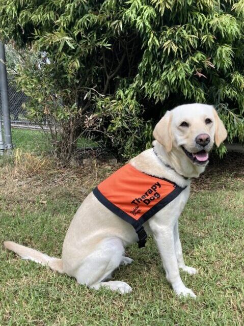 A yellow Labrador wearing an orange Therapy Dog coat is sitting up on the grass looking at the camera on her right.