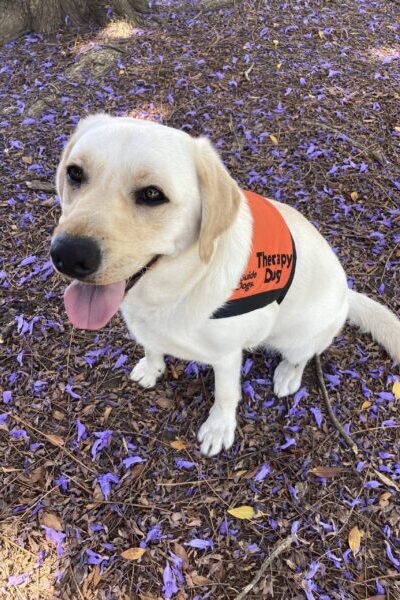 A yellow Labrador wearing an orange Therapy Dog coat is standing on the ground which is littered with jacaranda flowers.