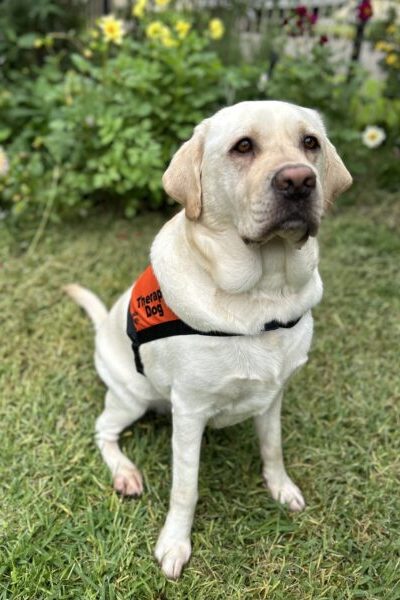 A yellow Labrador standing on grass wearing an orange Therapy Dog coat.