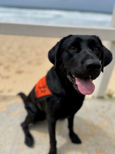 A black Labrador wearing an orange Therapy Dog coat is sitting up on a concrete path with the beach in the background.