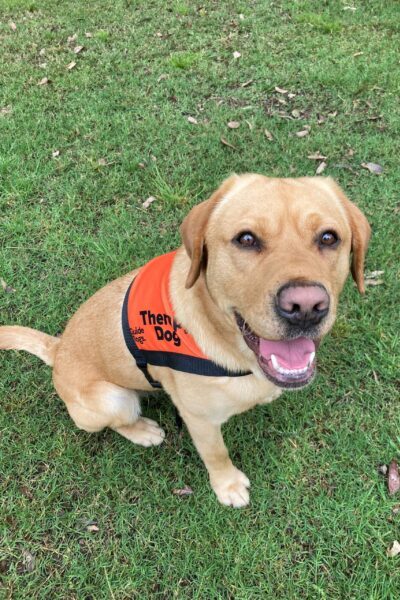 A yellow Labrador wearing a bright orange Therapy Dog coat is stitting up on the grass.