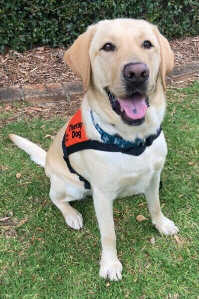 A yellow Labrador wearing an orange Therapy Dog coat is sitting up on the grass "smiling" at the camera.